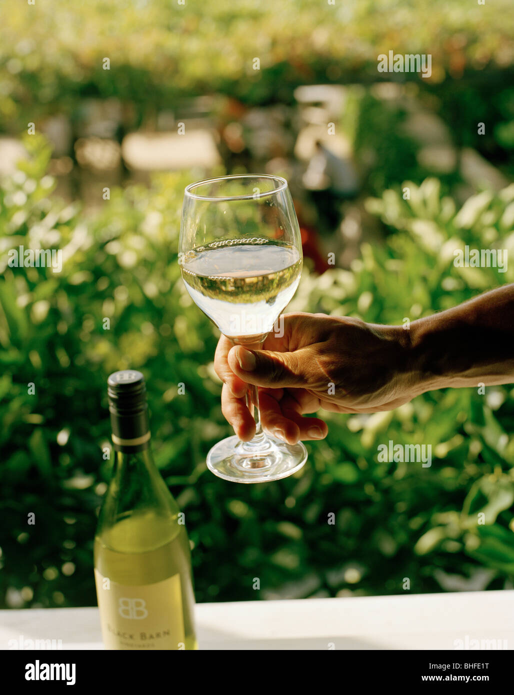 Wine tasting, hand holding a wineglass of white wine, Black Barn Vineyards, Havelock North, Hawke`s Bay, North Island, New Zeala Stock Photo